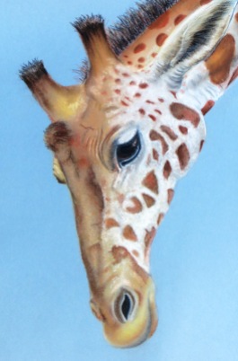girafe01_2